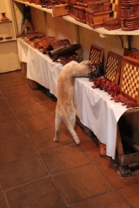 Shop in the Marrakech souks with funny cat