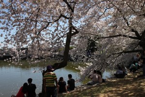 Cherry trees on Washington’s Tidal Basin, with festivalgoers luxuriating in their shade.