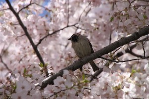 This bird knows a nice place to hang out when cherry trees are in bloom.