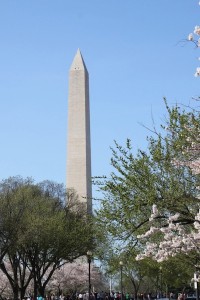 The Washington Monument with splashes of cherry blossoms in the frame.