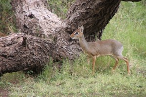This dikdik, one of the world’s smallest antelopes, grazed outside my room on the grounds of Tortilis Camp, on the Kitirua Conservancy adjacent to Amboseli National Park.