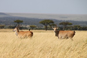 A pair of elands seen in the tall golden grasses of the Maasai Mara. 