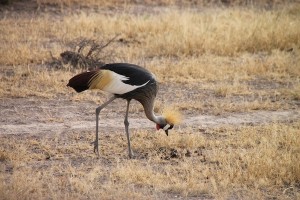 Wildlife viewing also included many birds, including this crested crane seen as we drove to an airstrip near Amboseli National Park. 