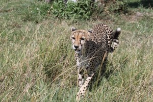 A cheetah walks toward us, as we gawk and remain safely in our vehicle, on the Maasai Mara. Our guide, who works for Great Plains Conservation, had almost magically spotted and brought us within photo range of a leopard and this cheetah within a little more than two hours.