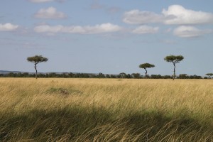 An example of the landscape on the Transmara Conservancy.