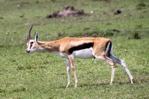 A Thomson’s gazelle, which seemed to be curious about us — or something nearby, seen on the Maasai Mara plains.