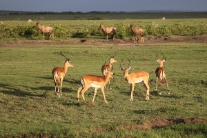 As frequently happens, impalas, at front, and topis, at the back, are seen together while grazing on the Maasai Mara.