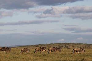 Wildebeest marching — and munching — on the Maasai Mara under the spectacular sweeping skies of southwestern Kenya.