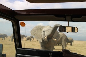 A young elephant investigates the strange vehicle in front of him, by running his trunk over the windshield. He is on the Kitirua Conservancy, adjacent to Amboseli National Park.