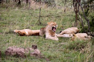 A sleepy lion gives in to a big yawn during a lazy afternoon on the Maasai Mara.