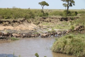 Hundreds of wildebeests hurry across the Ntiakitiak River on the Maasai Mara to get to fresher grazing. As with the Great Migration that takes millions of herbivores out of Tanzania’s Serengeti National Park toward Kenya’s Maasai Mara National Reserve, generally shortly after midyear, predators are watching and waiting.