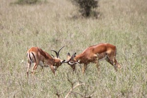 Impalas butting heads, seen in Nairobi National Park.