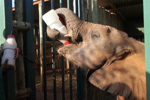 A young elephant taking his milk at David Sheldrick Wildlife Trust’s orphanage for elephants and rhinos, located in Nairobi National Park. Some babies, like this one, hold their own milk bottles.