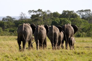 Time to leave now: A group of elephants walking away from us on the Maasai Mara.