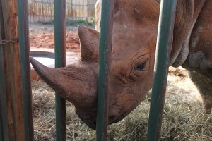 Maxwell, the abandoned and blind rhino, makes himself available for attentions from his human visitors.