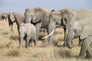 The Amboseli elephant herd as we sat among them, with a young one front and center.