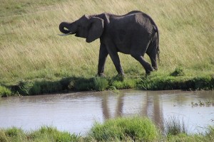 An elephant wraps up a drinking session at a waterhole on the plains of the Maasai Mara. 