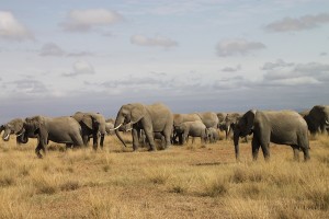 A good view of the large herd we loved watching while on the Kitirua Conservancy.