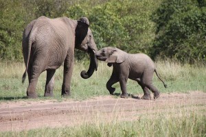 This mother-and-child pair seen in real life on the Maasai Mara were better than any YouTube clip. The youngster tried vigorously to engage his mother in play. He then entertained himself by walking a few steps forward, then walking backwards, then repeating the process a few times.