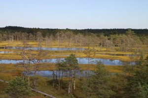The Viru Bog seen from the lookout tower. The bog’s boardwalk is visible in the lower left-hand corner of the photo.