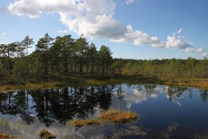 View of the Viru Bog in Estonia’s Lahemaa National Park. Much of the area is covered with waterlogged moss, but bogs can leave spaces for pools of water, too.