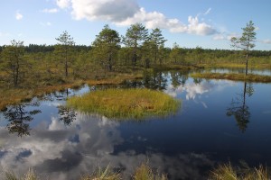 Another photo of the Viru Bog, taken while strolling the boardwalk.