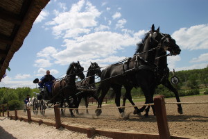 Coach racing, demonstrated at the Lazar Equestrian Park. Owners Vilmos and Zoltan Lazar are champion coach drivers.