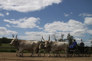 Oxen pulling a cart, part of the demonstrations at Lazar Equestrian Park.