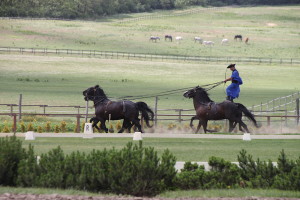 The piece de resistance, No. 1 of four photos: Horseman drives his horses standing on two of them.
