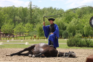 A trusting and well-trained horse, lying prone as a horseman demonstrates skills with a whip — which never touched the animal.