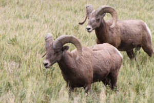 Bighorn sheep spotted by great good luck while ogling the Badlands in South Dakota.