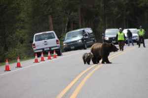 Grizzly No. 399 crossing a road with her young cub in Grand Teton National Park, in May 2016.