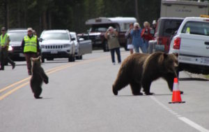 As Grizzly No. 399 crosses the road, her cub pauses to eye his admirers. 