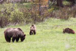 Grizzly No. 610 with her twins, seen in Grand Teton National Park.