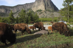 Bison grazing so near our van in Yellowstone National Park that we could barely move.