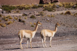 Two vicunas spotted roaming near the Tatio Geysers. The animals also successfully negotiated strolls among the active geysers, areas we humans could not be trusted to traverse.