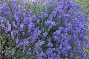 This is what we discovered: lavender.