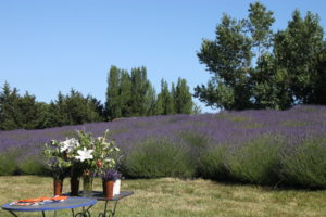 Lavender fields at Jardin du Soleil Lavender Farm