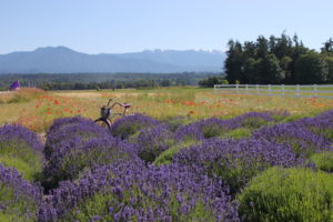 View of lavender and wildflower fields with the Olympic Mountains in the background. The George Washington Inn was at my back.