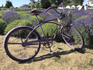 The artfully place lavender bicycle at Washington Lavender Farm.