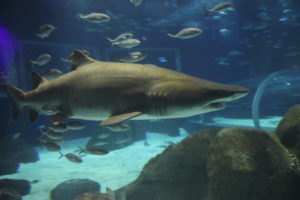 Sharks seen swimming in AquaRio’s 925,000-gallon tank.