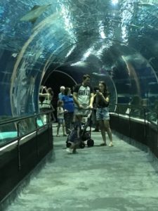 The 66-foot acrylic tunnel that visitors walk through for up-close views of sharks, stingrays and other marine life. 