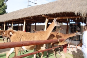 Guanacos greeting new arrivals at the Manos de la Comunidad, a weavers commune outside of Cusco.