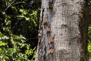 Above, tiny long-nosed bats positioned head down on a tree trunk. Below, butterflies drink the tears of turtles, for the sodium. Both were seen on the oxbow lake on the grounds of Hacienda Concepcion, which abuts the Madre de Dios River in the Amazon basin.
