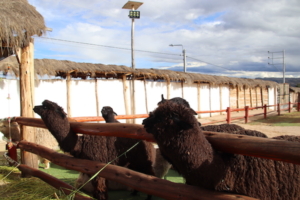 Alpacas, a source of wool and food.