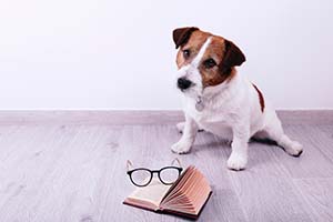 Story Time With a Puppy